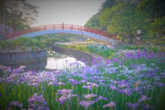 夕刻の菖蒲園１