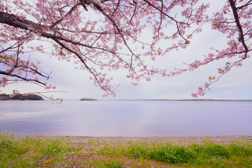 浜名湖の春の朝１