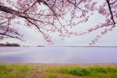 浜名湖の春の朝１