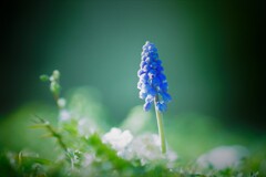 ムスカリは世界を救う？