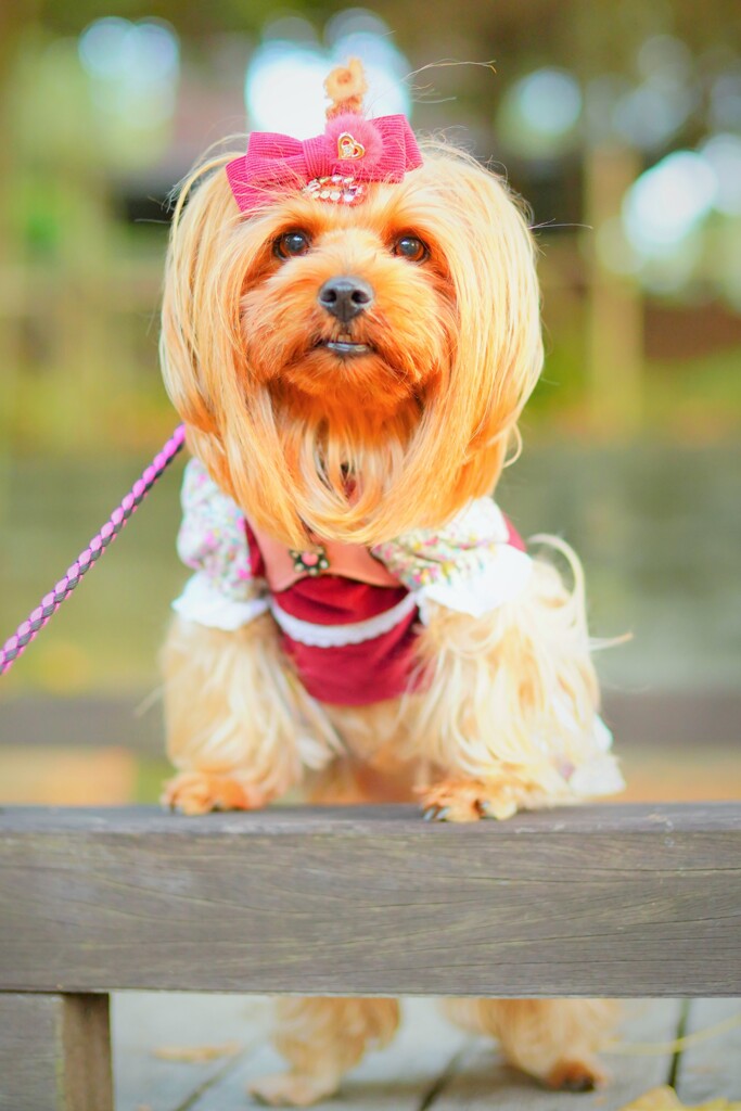 秋に佇むヨ－キ－