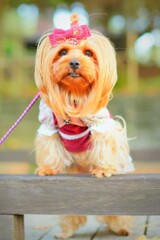 秋に佇むヨ－キ－