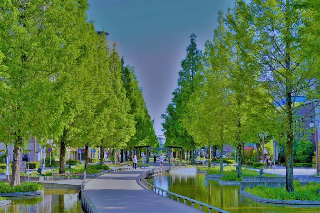 セコイア並木　緑の日