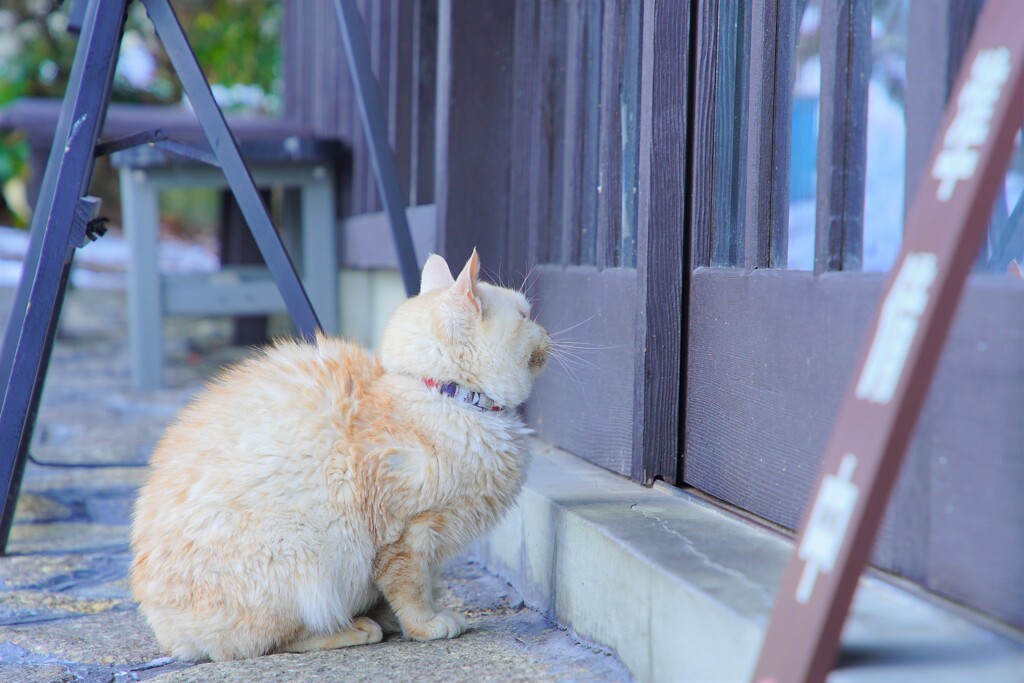 猫様のおかえり３
