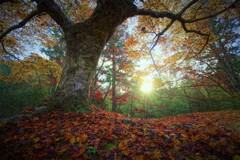 孤高の一本もみじ１　日の出の時