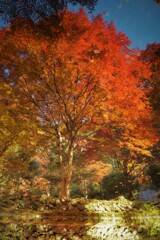 秋のミラ－ワ－ルド１