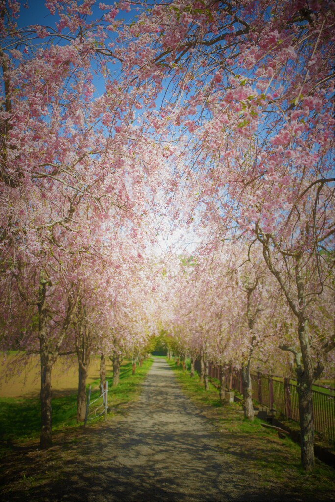 花の都の桜並木１