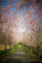 花の都の桜並木１