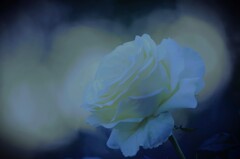 white rose~清楚