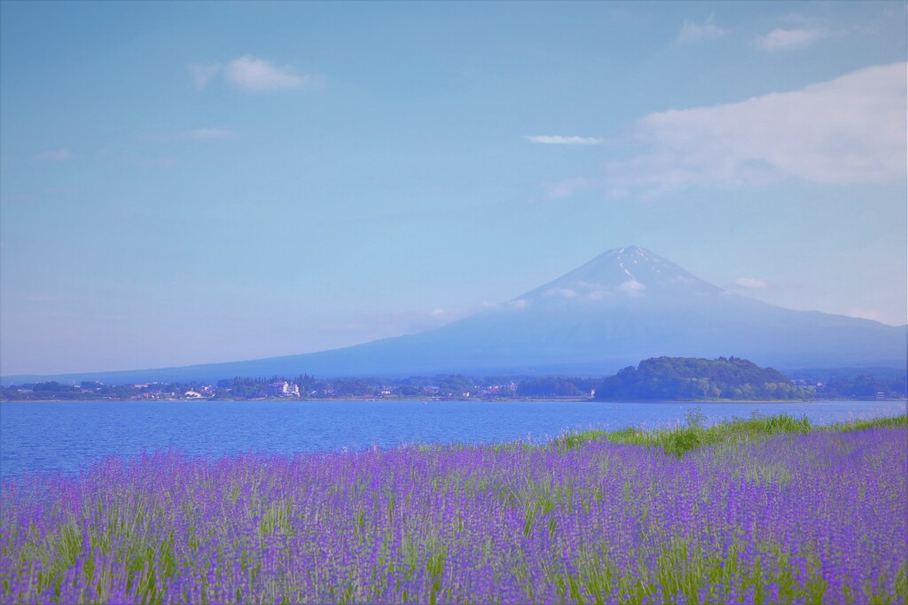 紫色の初夏の香