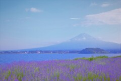 紫色の初夏の香