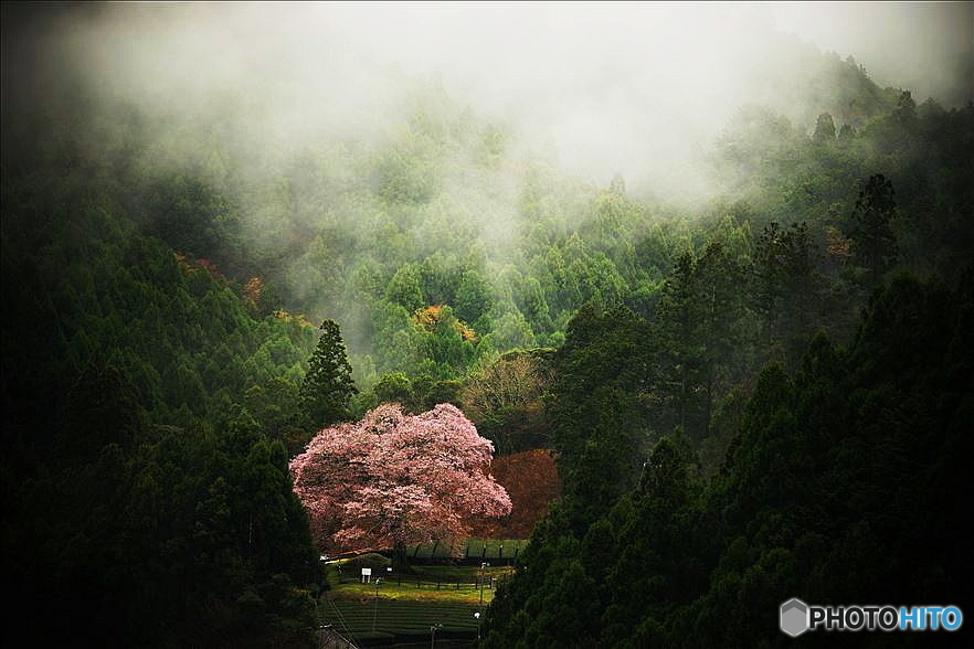 ひっそりと鮮やかに