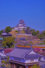 掛川桜と掛川城