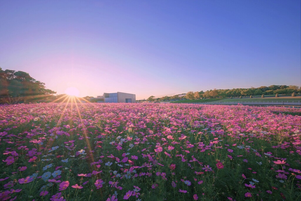 夕刻のコスモス畑