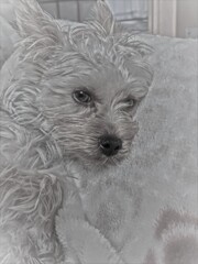 眠いに（遠州弁２）