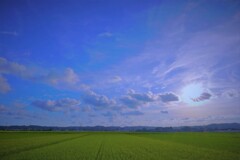 ♬夏空グラフィティ１～斜陽の田んぼ