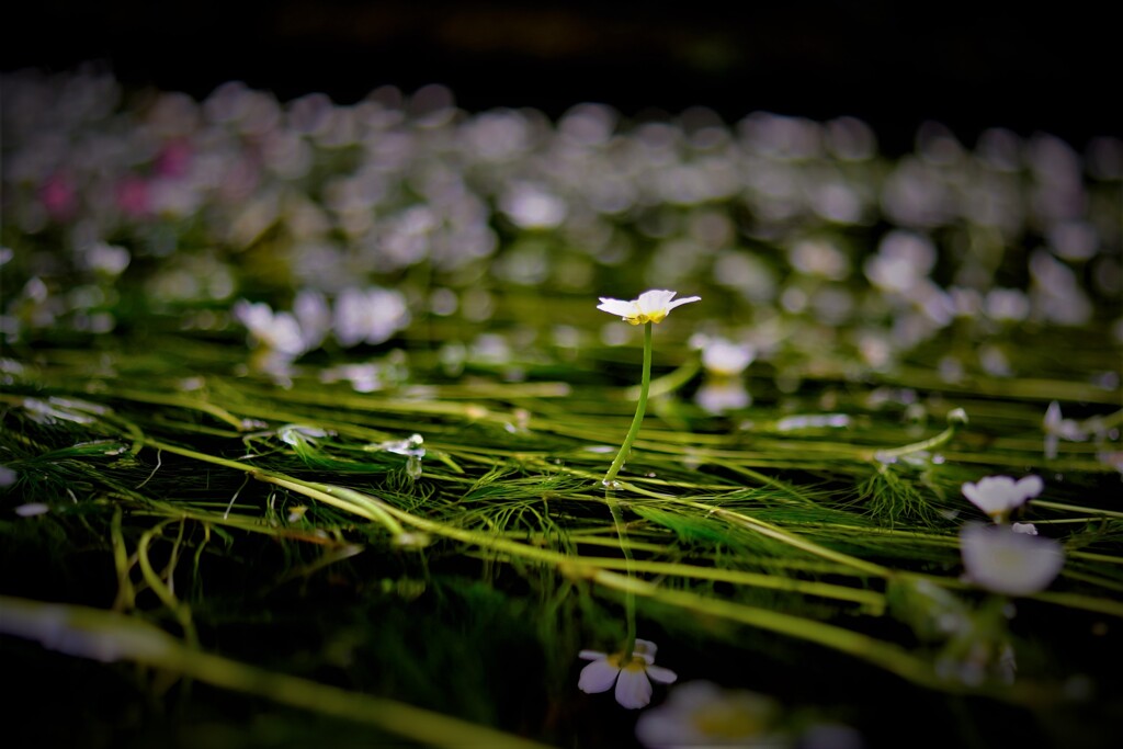 バイカモの横顔
