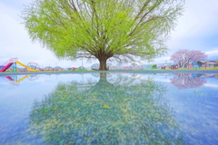 大和のイチョウと桜のリフレクション１