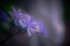 ガクアジサイの横顔