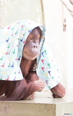 女の子だもん。オシャレしたいの