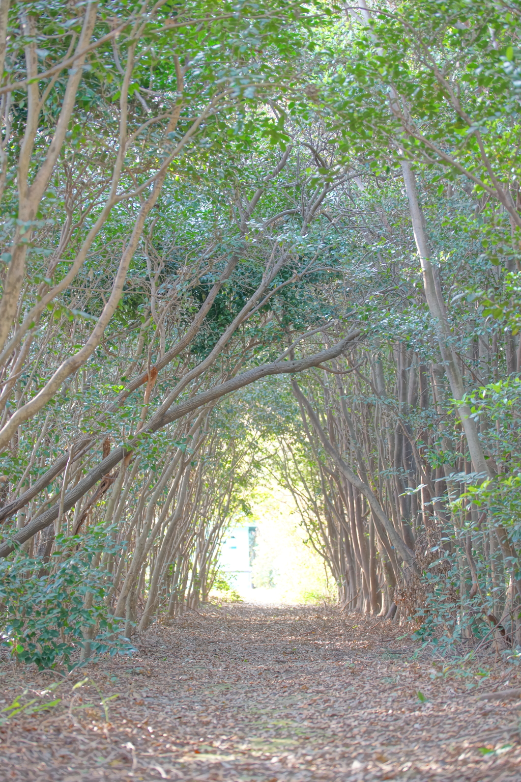 Lotta　ポトレ１