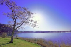 名もなき湖畔の桜　陽が昇る時