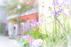 フラワーポートレ－ト