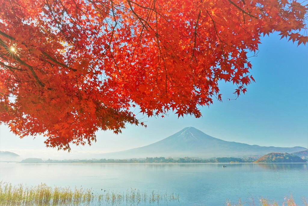 Red shade ２