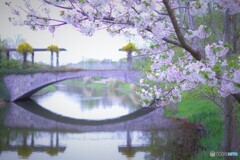 garden bridge  4月の桜