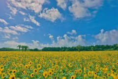 yellow world１