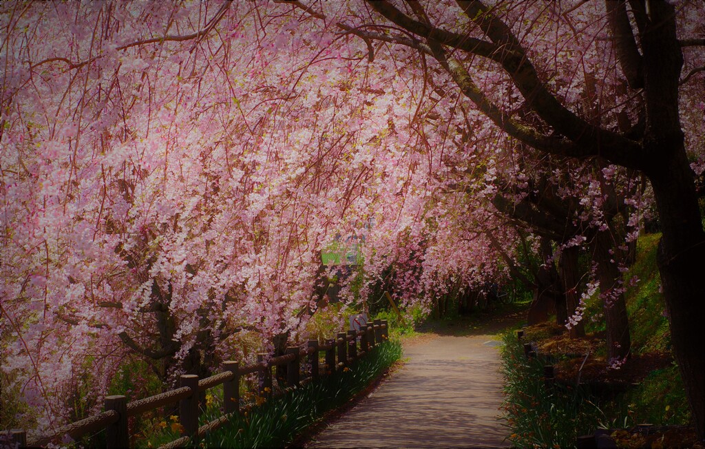 枝垂桜の小路