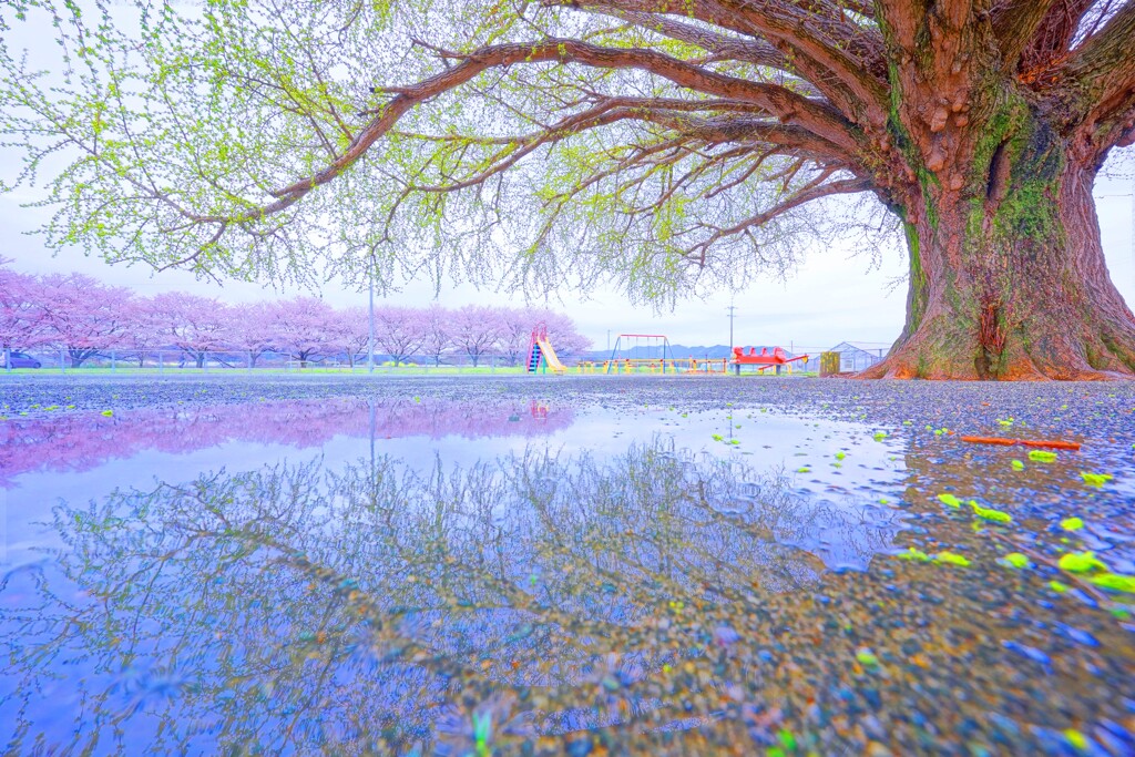 大和のイチョウと桜のリフレクション２