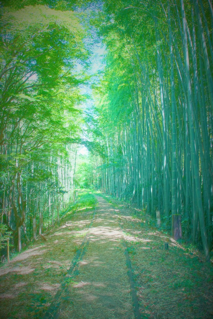 廃線と竹林
