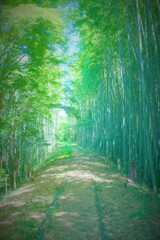 廃線と竹林