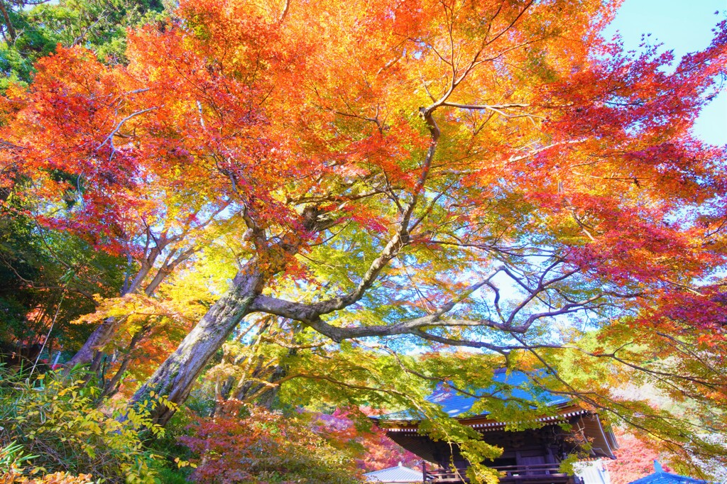 遠州普門寺紅葉３