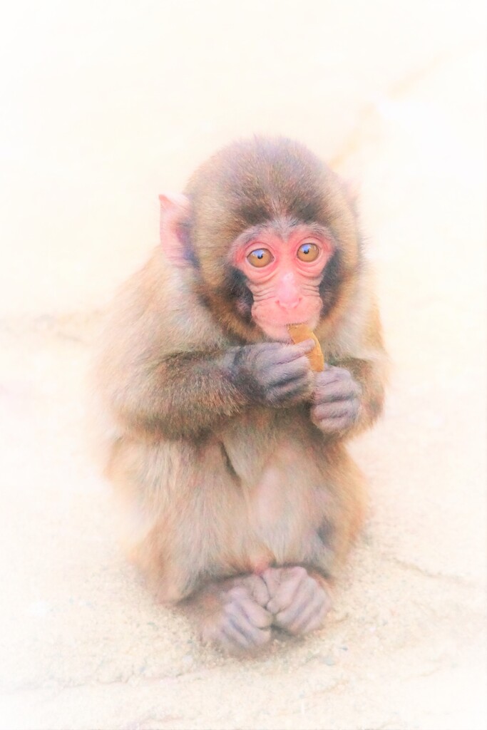 おイモ　おいちいでちゅ。