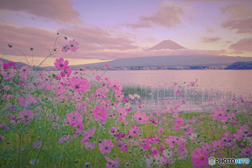 風に舞い踊る秋桜と見守る富士