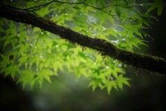 雨の滴る青葉