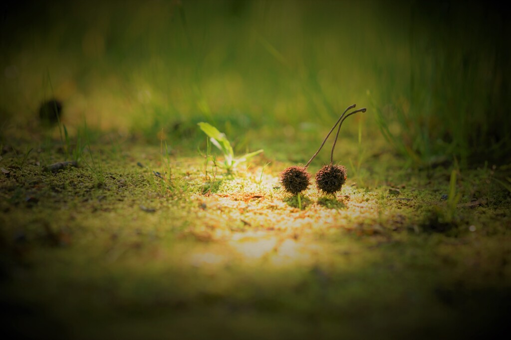 フウの実~陽だまりの中で