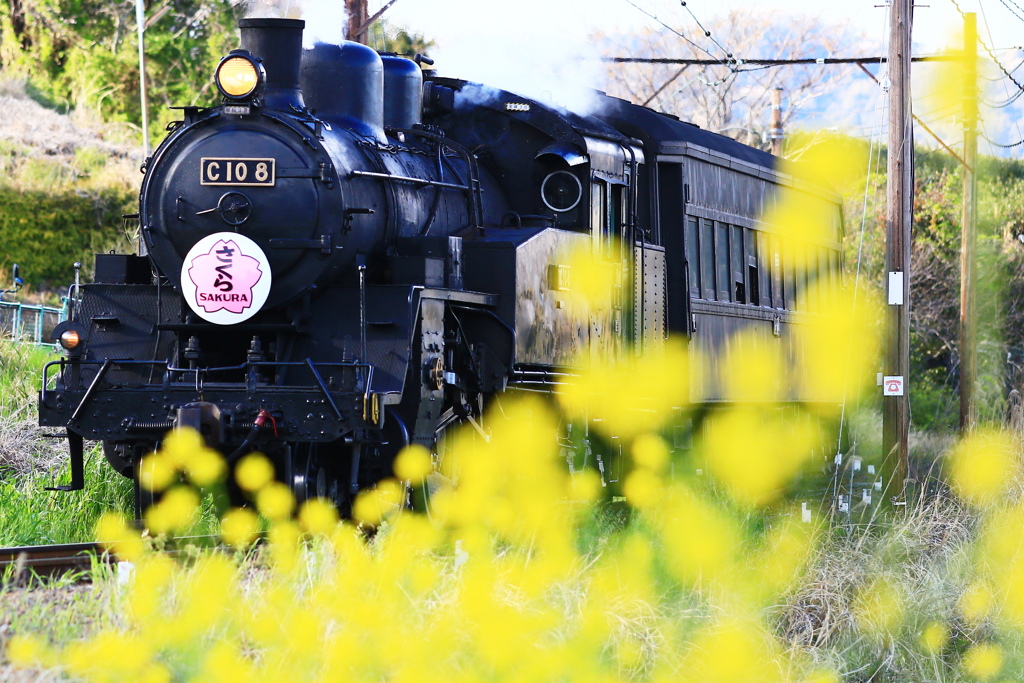 菜の花をかき分けて