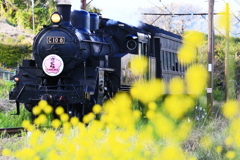 菜の花をかき分けて