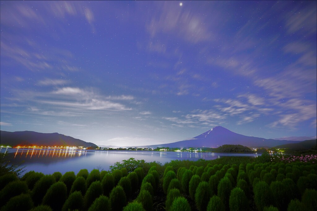 月照のコキア