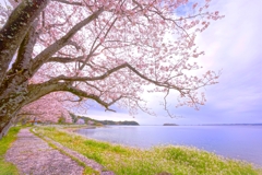 浜名湖の春の朝２