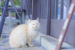 猫様のおかえり２