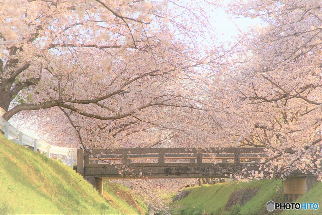 春の桜橋