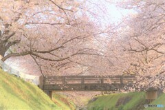 春の桜橋