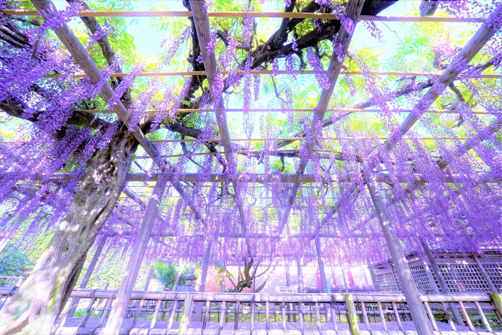 Purple world