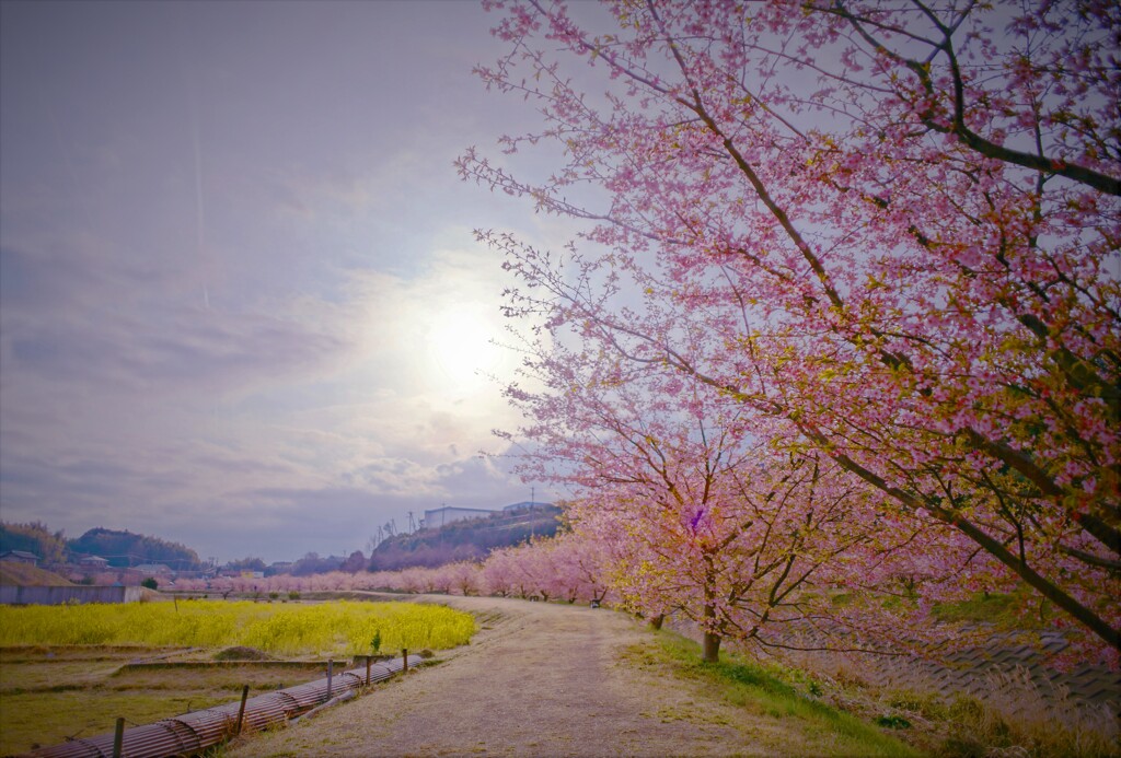 穏やかな陽のあたる河津桜の小路