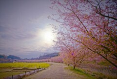 穏やかな陽のあたる河津桜の小路