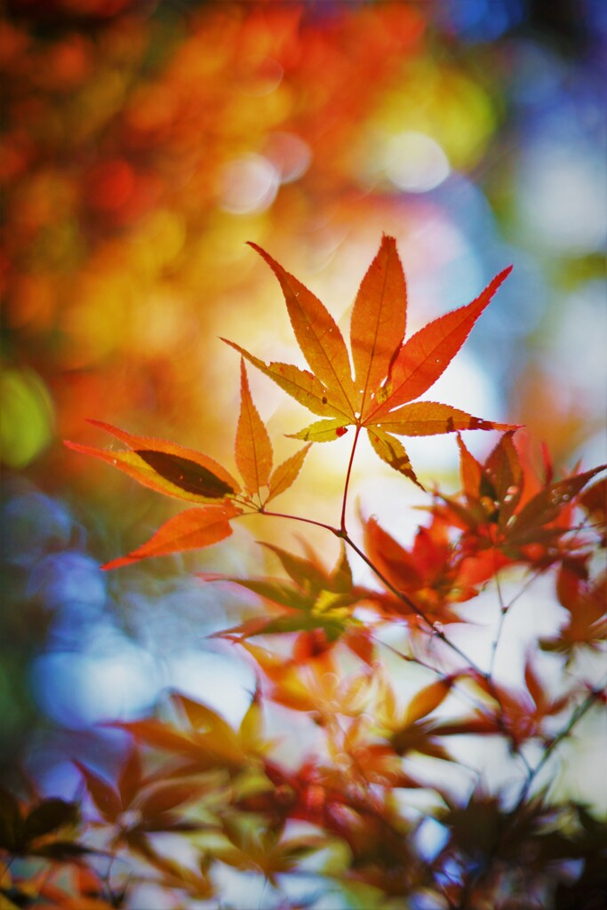 モミジのボケフォト